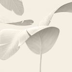 15ff51df4162c1cb0fc167d5aa0c9b03