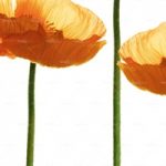 httpwadmproducts108wdch0602