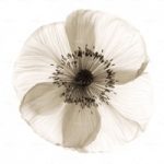 httpwadmproducts117poppy203x3