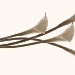 httpwadmproducts118calle20600x300