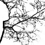 httpwadmproducts153spring20blossom202x3