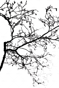 httpwadmproducts153spring20blossom202x3