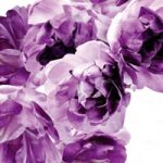 httpwadmproducts162wdae0901