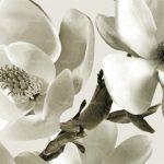 httpwadmproducts1wdai0801