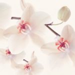 httpwadmproducts52wdai0803