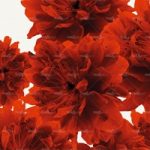 httpwadmproducts73wdbl070120c