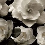 httpwadmproducts77wdbl060220corr20607