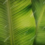 re196_col1